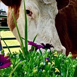 Meet your Posher, Amy